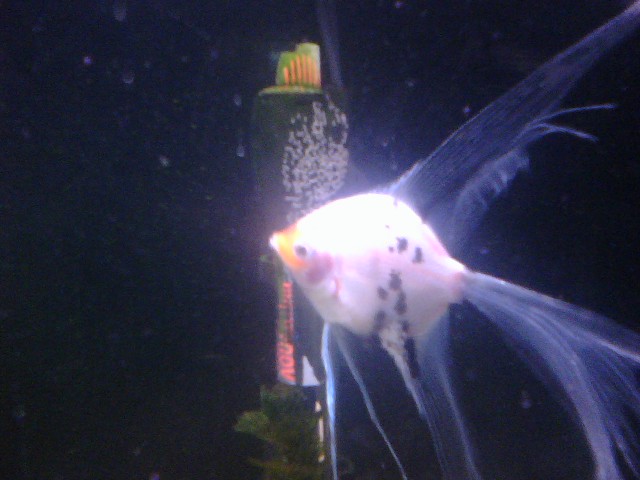 Those are my first eggs :D