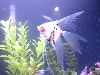My Angel
