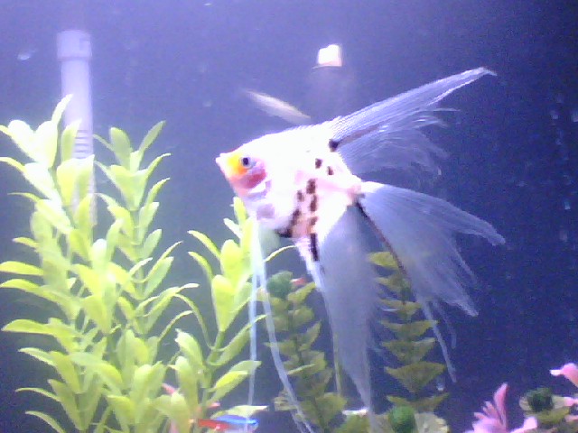 My Angel