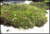 Moss