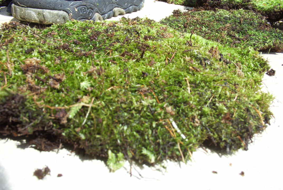Moss