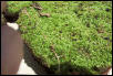 Moss again?