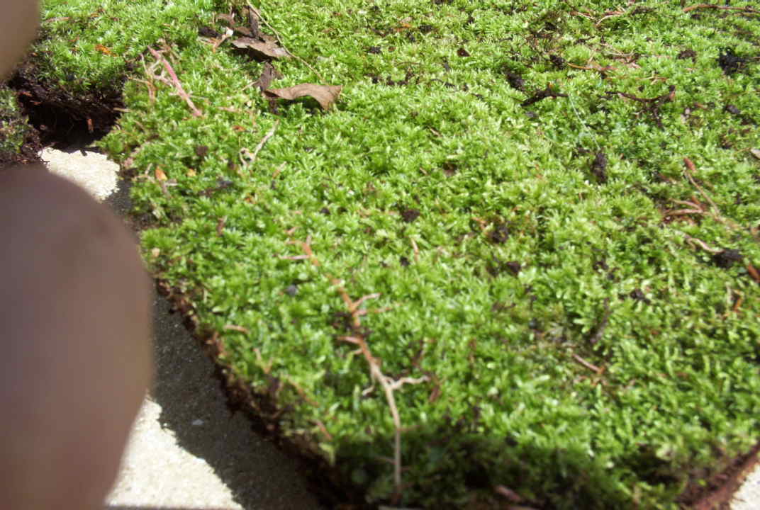 Moss again?