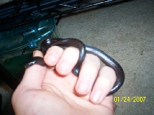 Krauser 1