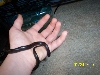 Krauser 2