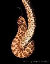 Hanging Lace