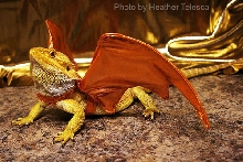 Dragon Halloween
