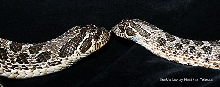 Snakie Luv