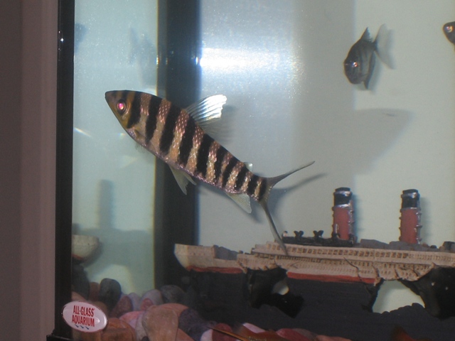 What kind of fish is this?