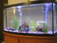 Our 72 Gal Bowfront