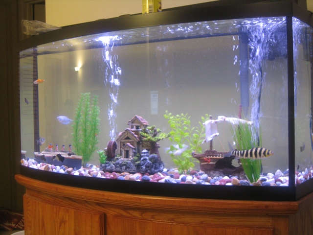 Our 72 Gal Bowfront