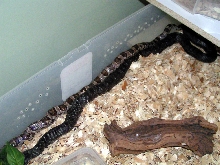 2corns