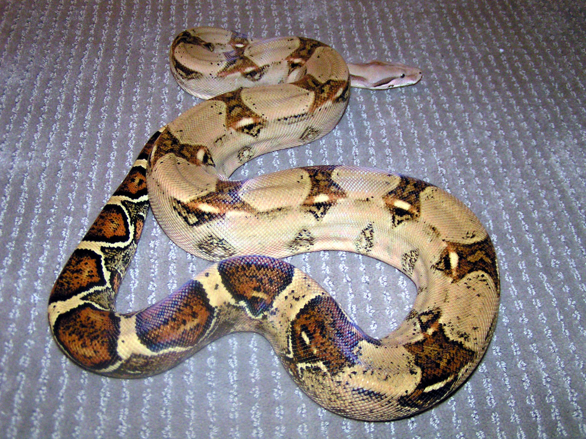 Male pastel