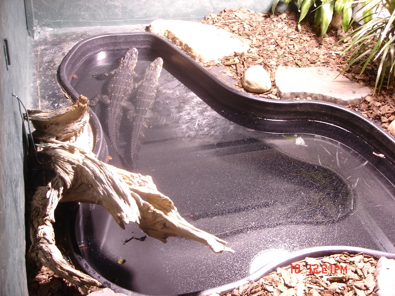 full view of pond
