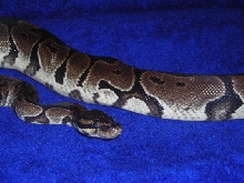 Isis 2