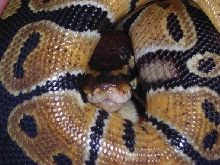 Het Albino Male