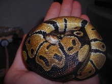 Male Het Albino