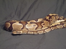 Momma Snake