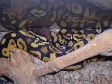 Pastel Male