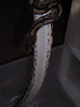 clear belly