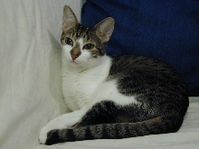 Greta