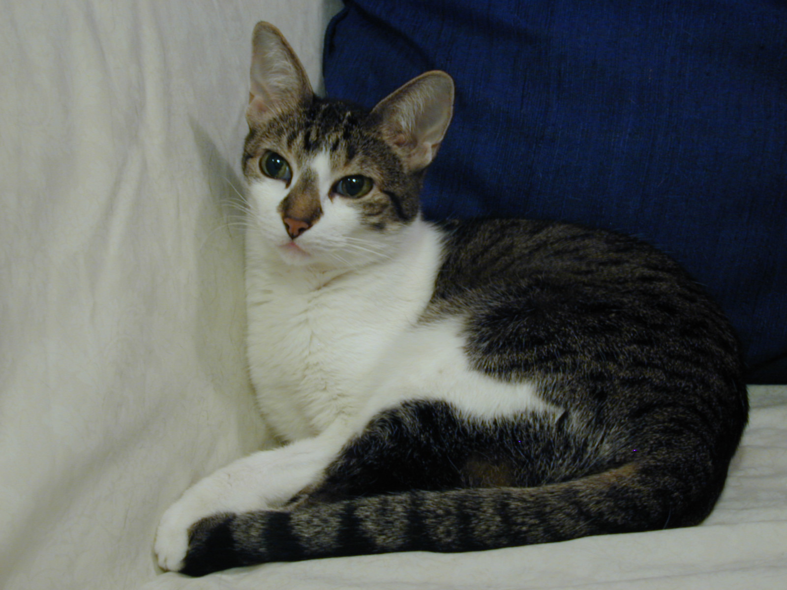 Greta