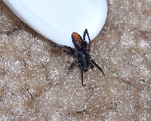 What kind of spider is THIS?