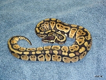 200g Pastel Female 2011
