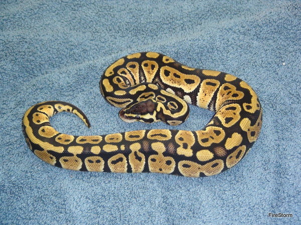 200g Pastel Female 2011