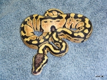 Pastel PH Albino