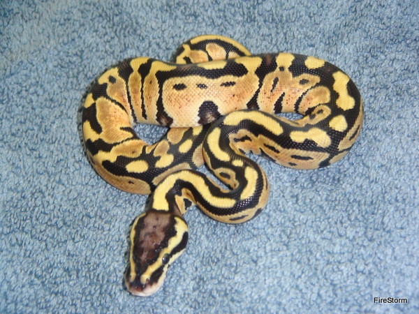 Pastel PH Albino