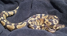 BHB line Yellowbelly Male