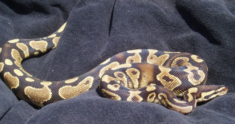 BHB line Yellowbelly Male