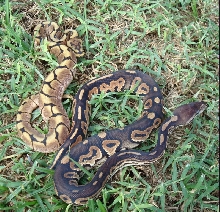 Cinnamon & Spider #2