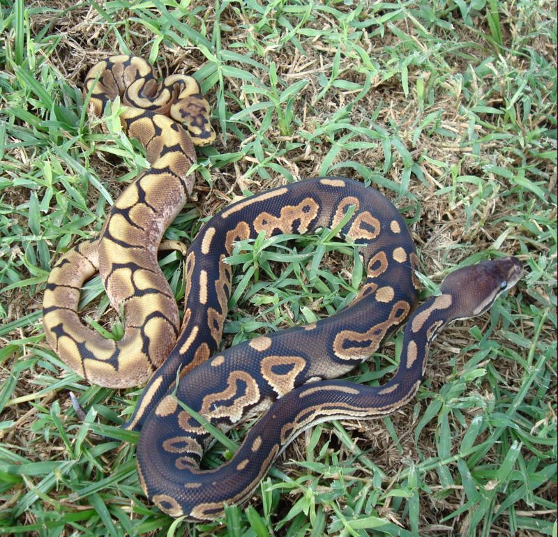 Cinnamon & Spider #2