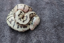 DinkerBee2