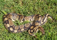 Normal Female from Neil