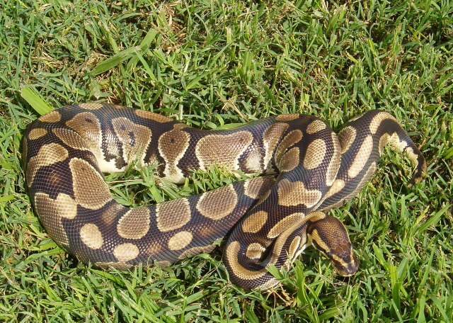 Normal Female from Neil