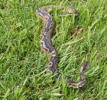 06 Het Albino Blackback