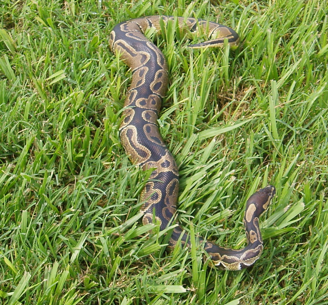 06 Het Albino Blackback