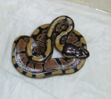 Normal Female