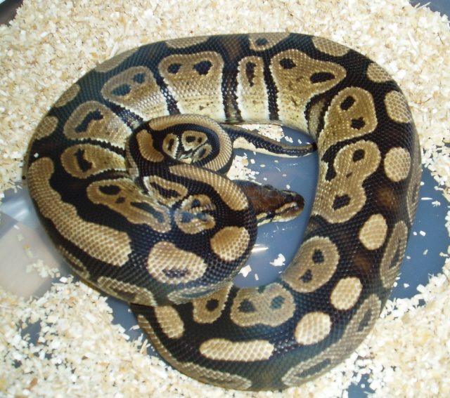 05 Normal Female