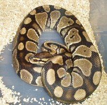 05 Normal Female
