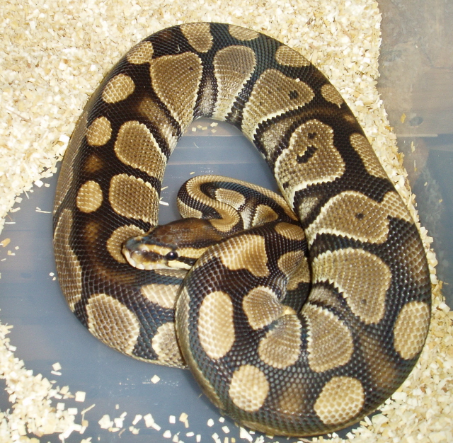 05 Normal Female