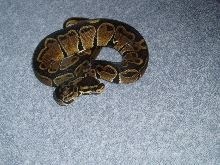 Onyx Sept. 2006
