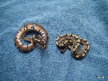 PHA dinker males