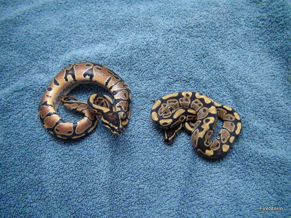 PHA dinker males
