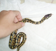 Pastel Female