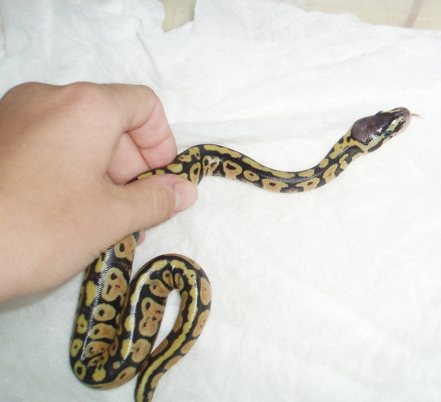 Pastel Female