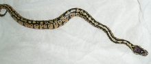 Pastel Female